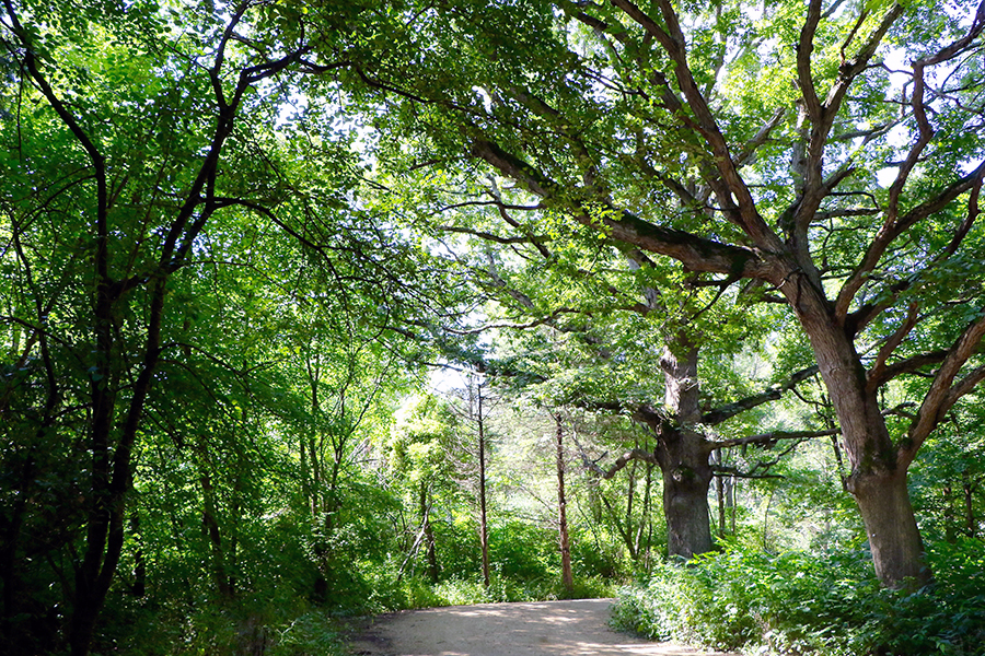 McDowell-Grove-summer-trail-900x600